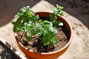 Garden8