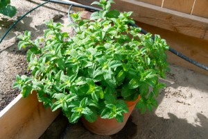 Gardening4